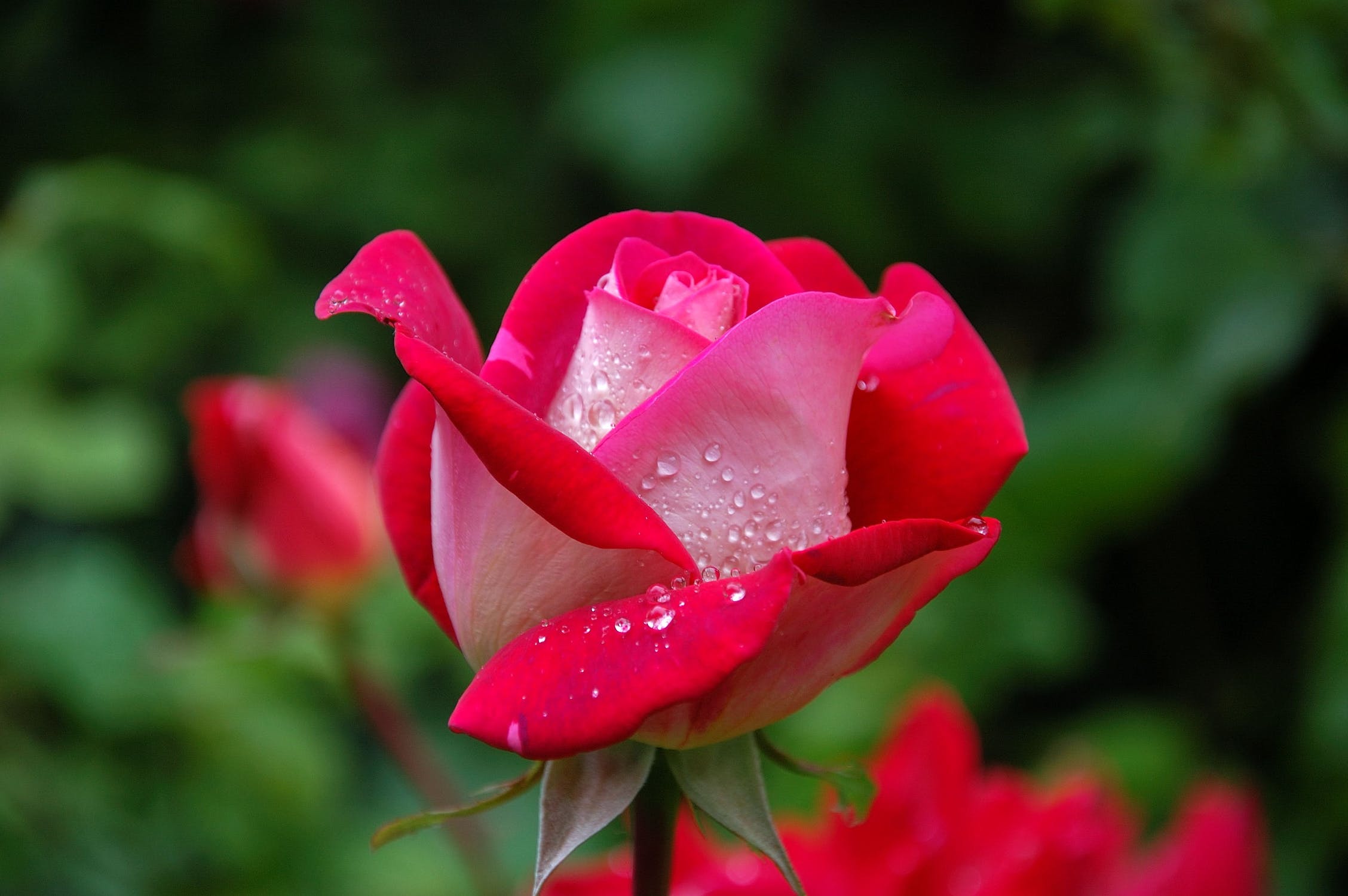 Flower Photo